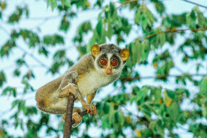 Loris regarde depuis Sigiriya
