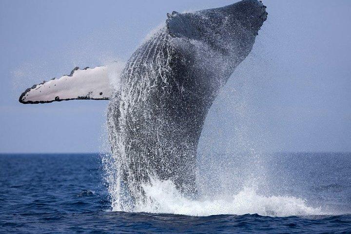 Observación de ballenas desde Balapitiya en barco compartido