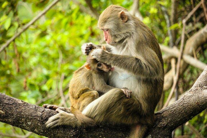 Esplora Monkey Kingdom da Polonnaruwa