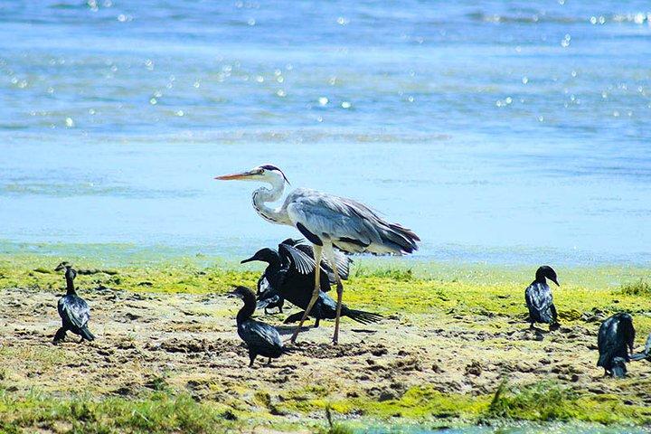 鳥や哺乳類をカバーする野生動物ツアー（6日間）