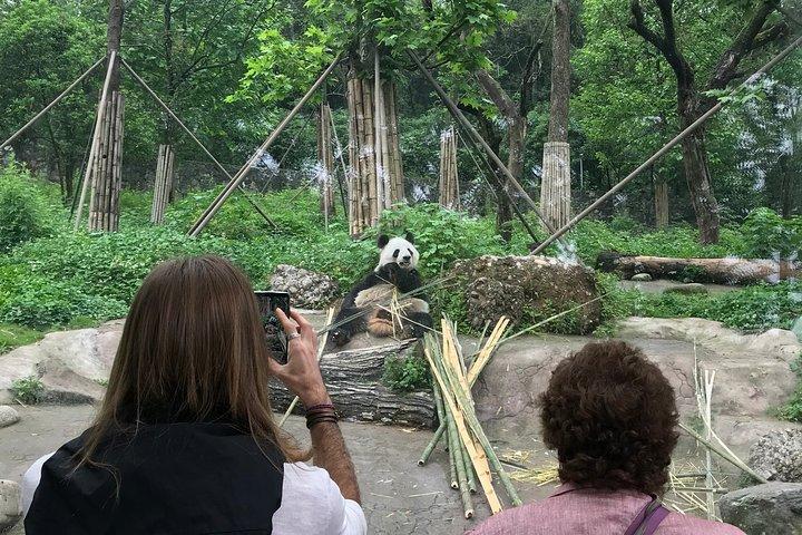 Chengdu Private Day Trip: Die Forschungsbasis von Giant Panda & Leshan Giant Buddha