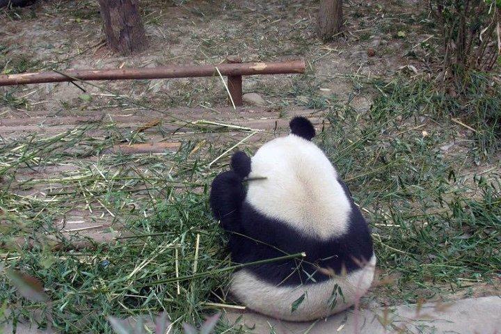 Chengdu Private Day Trip: Die Forschungsbasis von Giant Panda & Leshan Giant Buddha