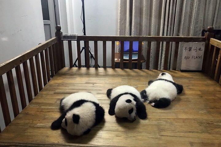 Chengdu Private Day Trip: Die Forschungsbasis von Giant Panda & Leshan Giant Buddha