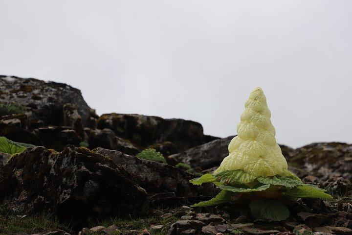 6-daagse Alpine Flower Photography Tour