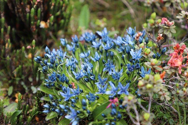 6-daagse Alpine Flower Photography Tour