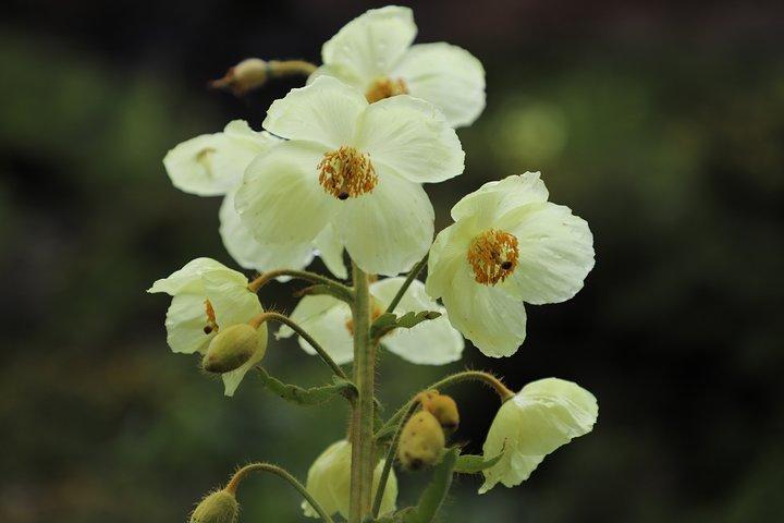 6-daagse Alpine Flower Photography Tour