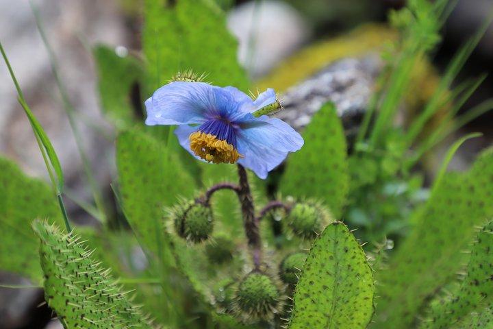 6-daagse Alpine Flower Photography Tour