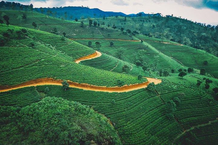 Tea Estate Experience from Ella