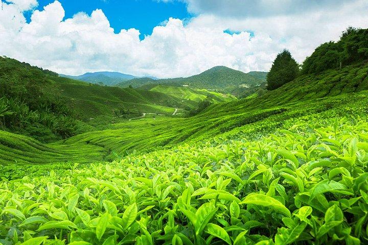 Tea Estate Experience from Ella