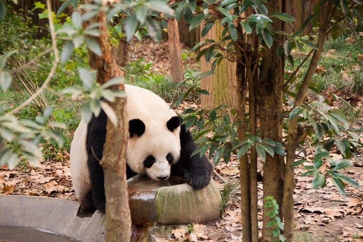 Excursão privada de 2 dias em Chengdu e o Buda Gigante Leshan saindo de Xi'an de trem-bala