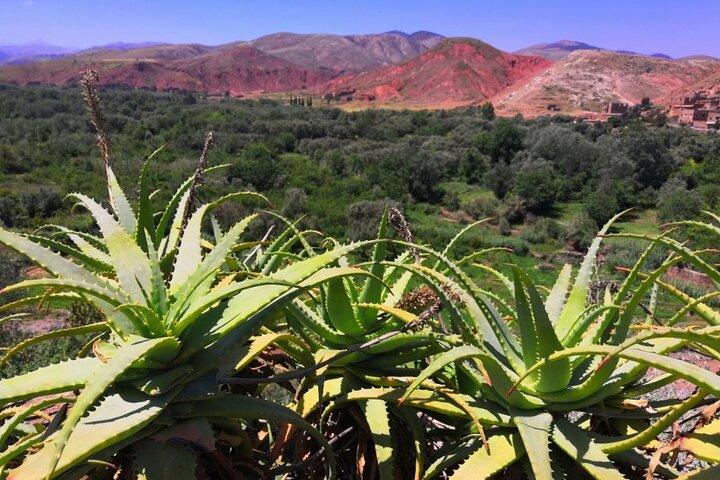 Atlasbergen och Berberbyarna Guidad dagstur från Marrakech