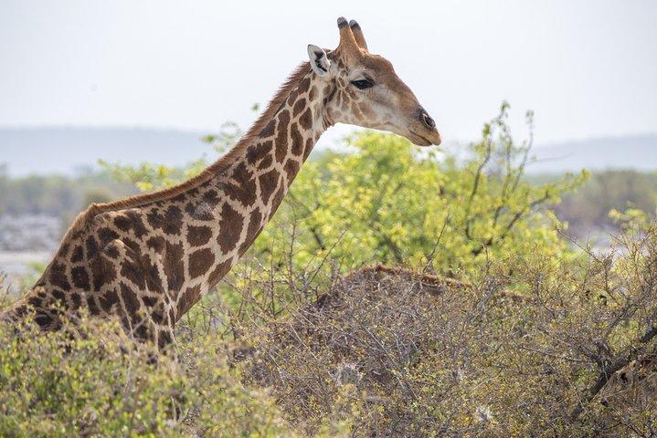 ナミビア宿泊サファリの7日間の味