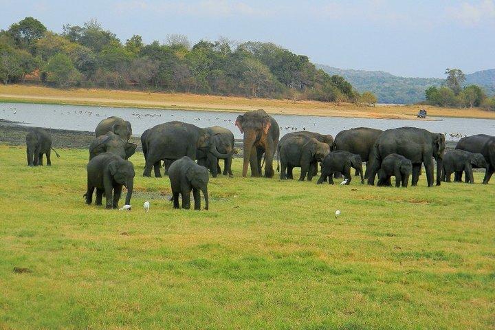 Minneriya National Park Safari | Jeep med billetter