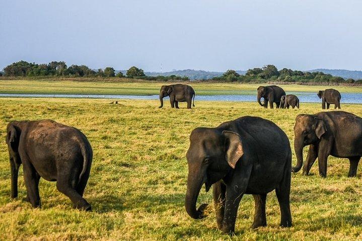 Hurulu Eco Park Safari | Jeep med billetter