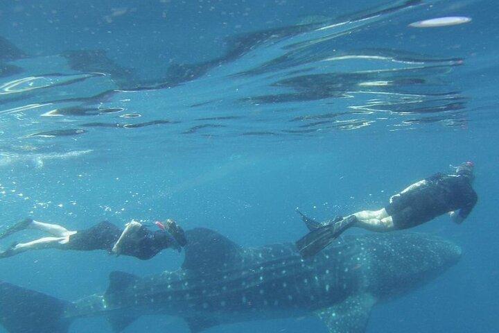 ジンベエザメと泳ぐ体験を生で体験してください。