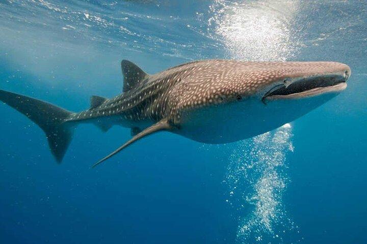 Live the experience of Swimming with the Whale Shark in Cancun