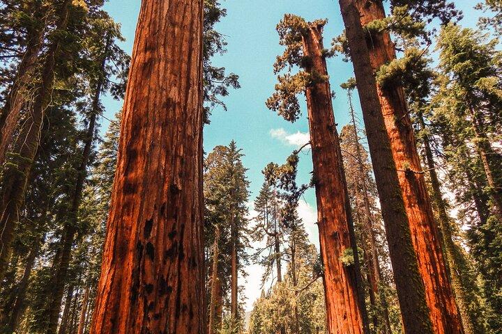 Yosemite and Giant Sequoias Day Tour