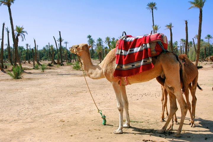 Marrakech Aktivitäten Bundle Rabatt 3 für 2