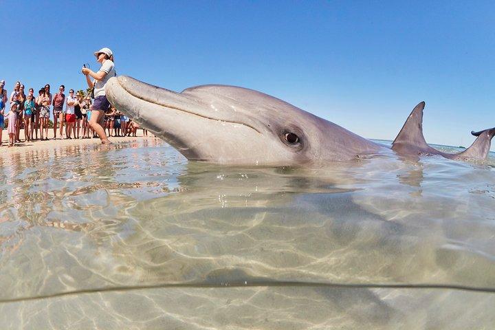 4 - Day Monkey Mia Dolphins Pink Lake Pinnacles Comfort-Level Tour