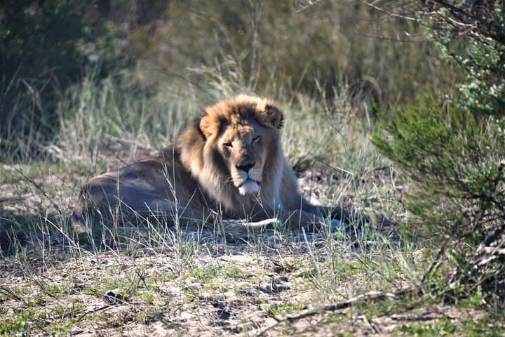 Private Tour : Africa Wild Safari West Coast Cape Town