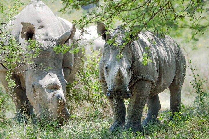 Guided Falls Tour, African Village Tour & Night Game Driver med Bush middag