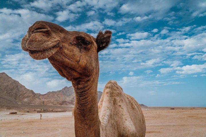 Da Sharm El Shiekh: giro in cammello con cena