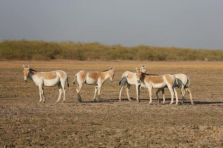 Viaje nocturno a Little Rann Of Kutch desde Ahmedabad