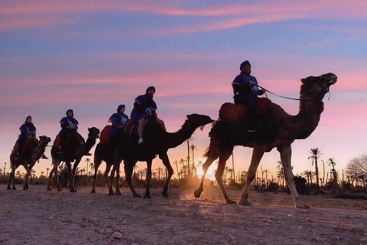 Sunset Camel Ride i Palm Grove i Marrakech