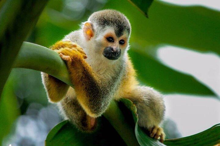 Gita di un giorno al Parco Nazionale Manuel Antonio da San Jose