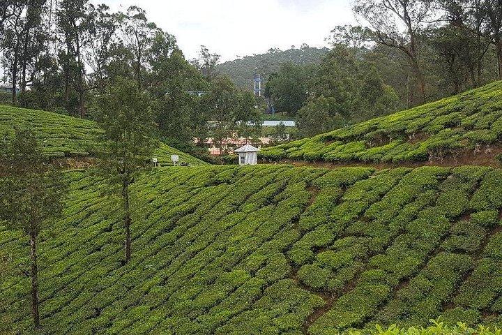 Munnar Tea Trail Tour with Factory Experience ( By Munnar Info)