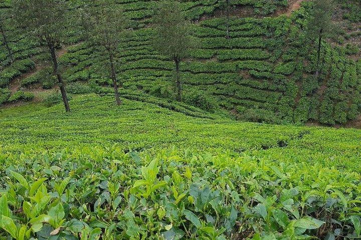 Munnar Tea Trail Tour with Factory Experience ( By Munnar Info)