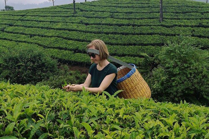 Munnar Tea Trail Tour with Factory Experience ( By Munnar Info)