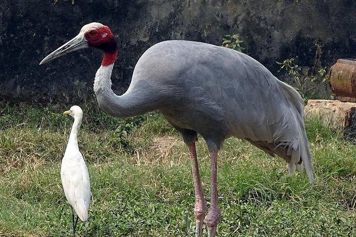 Jeep Safari For Sarus Cranes At National Chambal Sanctuary From Agra