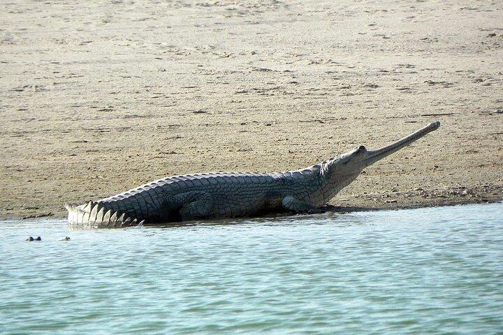 Lo stesso giorno viaggio a National Chambal Sanctuary da Agra con River Safari