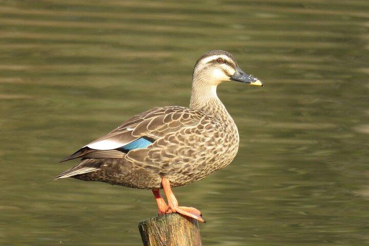 Visit to Vedanthangal Bird Sanctuary from Chennai