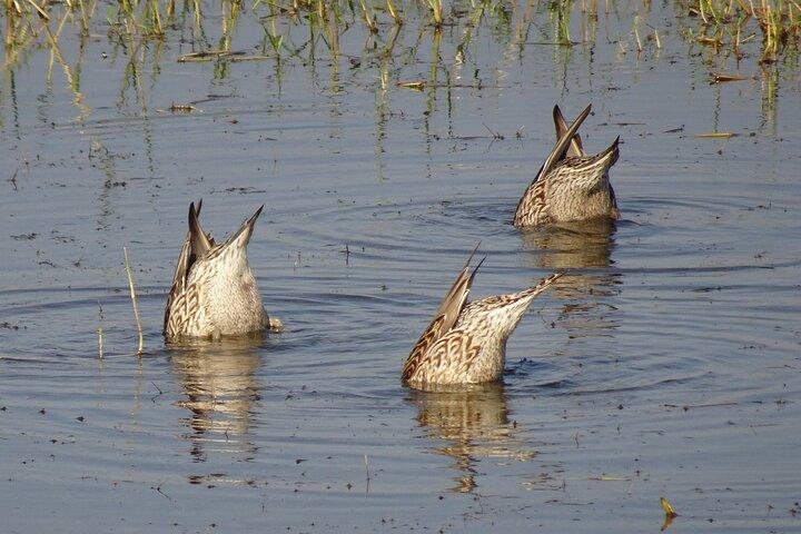 Visit to Vedanthangal Bird Sanctuary from Chennai