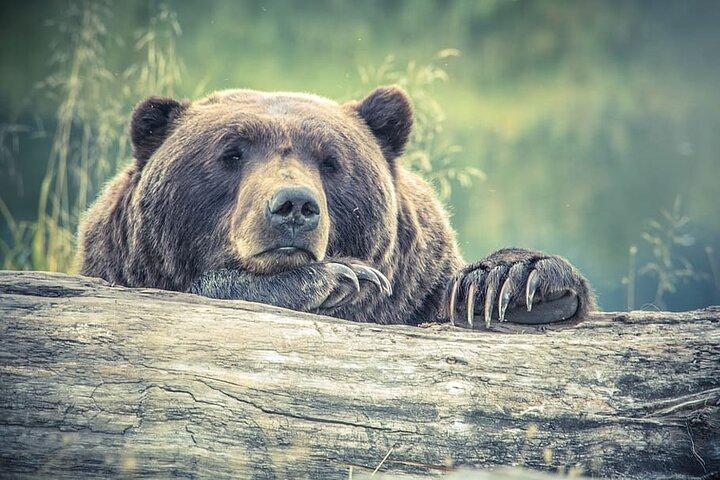 Visit Bear Rescue Center From Agra