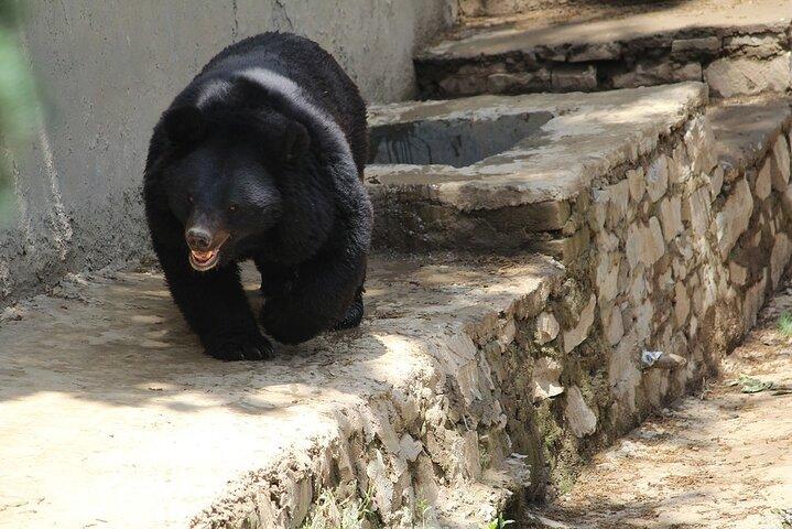 Visit Bear Rescue Center From Agra