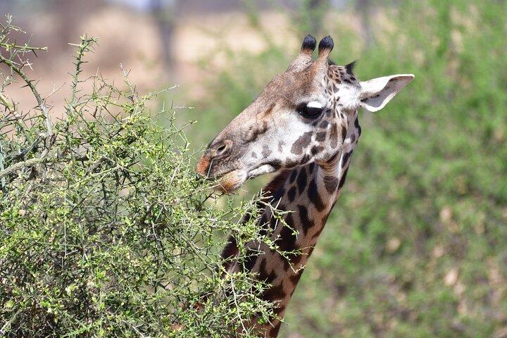 Safari de 7 días en el cráter Rhino Ngorongoro