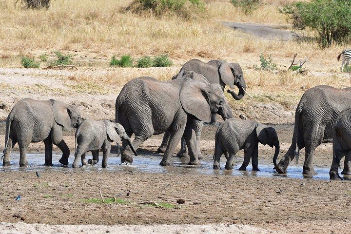 Tanzania Wildlife Cultural Safari från Arusha.