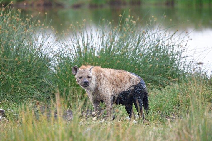 Safari de 7 días en el cráter Rhino Ngorongoro