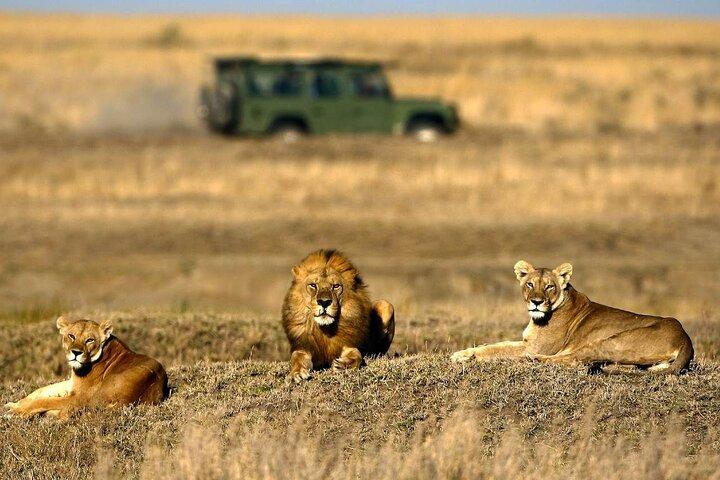 4-dagars grundläggande safari med Serengeti, Ngorongoro och Tarangire