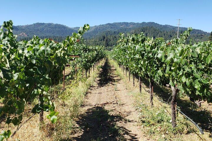 8 uur Napa Valley Wine Tasting Tour vanuit San Francisco