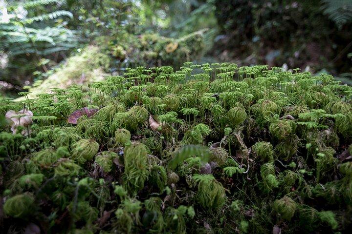 プエルトバラスのアレルセアンディーノ国立公園のトレッキング