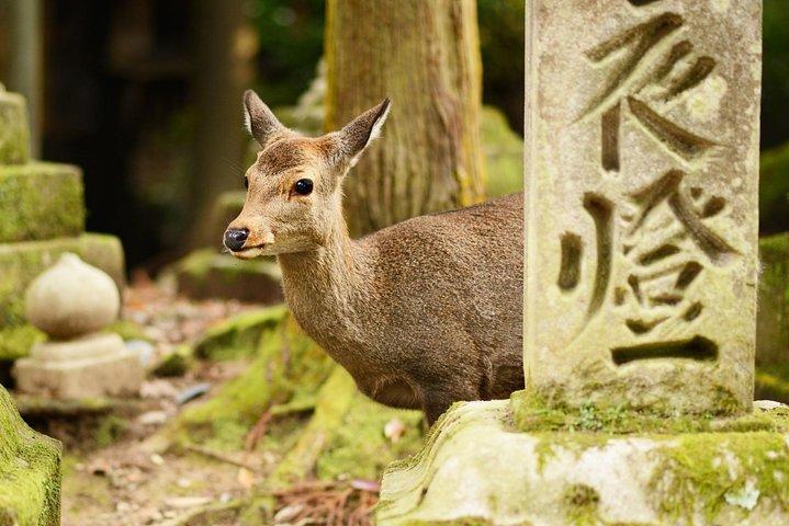 Dagtrip van Osaka naar Nara met een lokaal - privé en persoonlijk