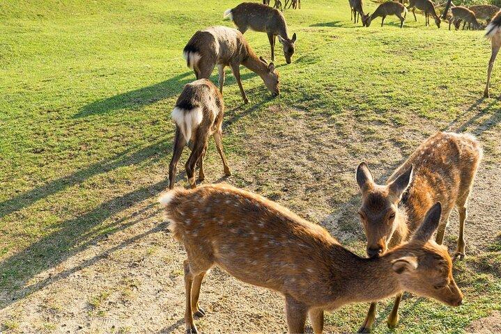 Excursion d’une journée à Nara avec un local – privé et personnalisé