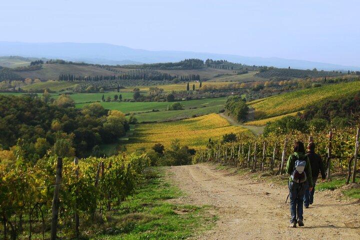 Excursão de caminhada pela Toscana saindo de Siena incluindo degustação de vinhos