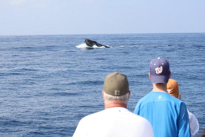 Kauai: Whale Watch Cocktail Tour aboard 'Imiloa