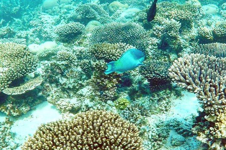 Marine Eco Safari - Schwimmen Sie mit Mantarochen