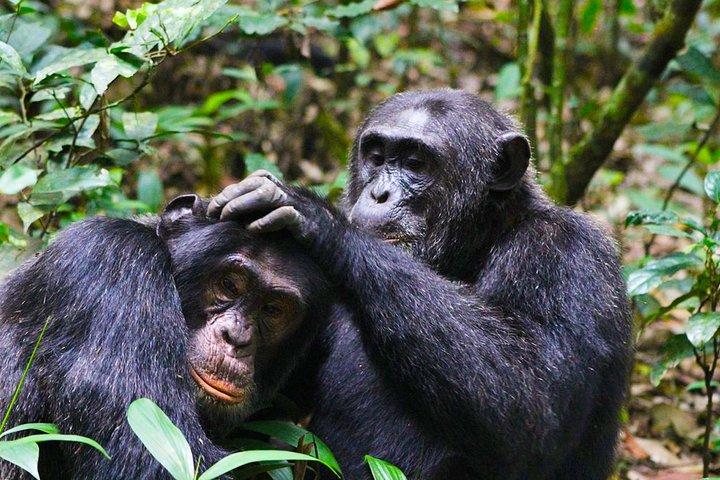 Explorador privado de 6 dias de primatas em Uganda